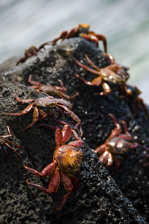 Sally Lightfoot Crabs jump from rock to rock